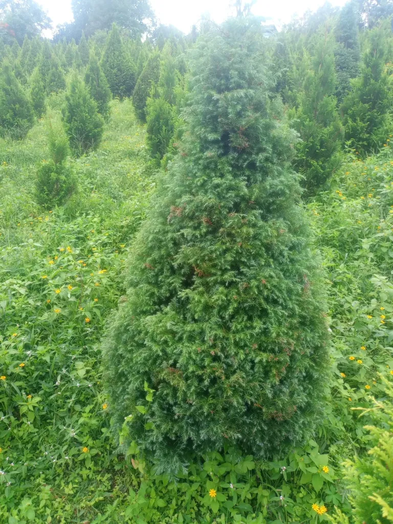 ARBOL DE  NAVIDAD