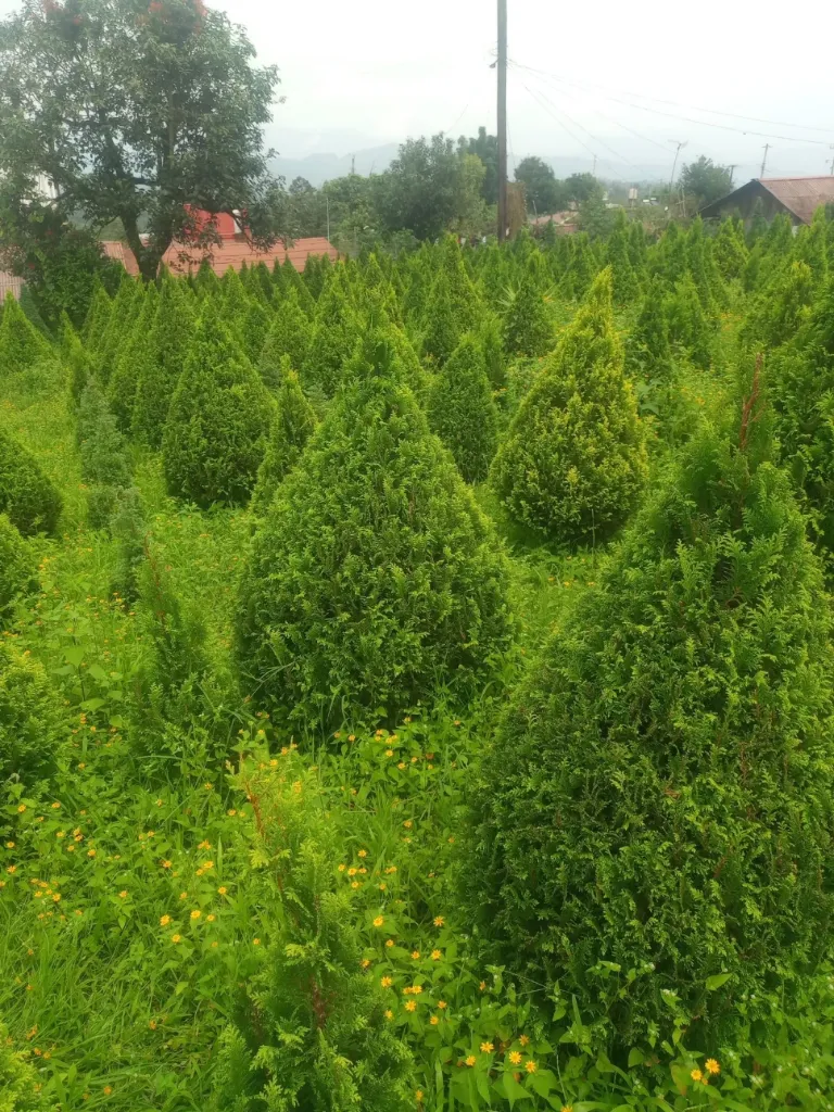 ARBOL DE  NAVIDAD