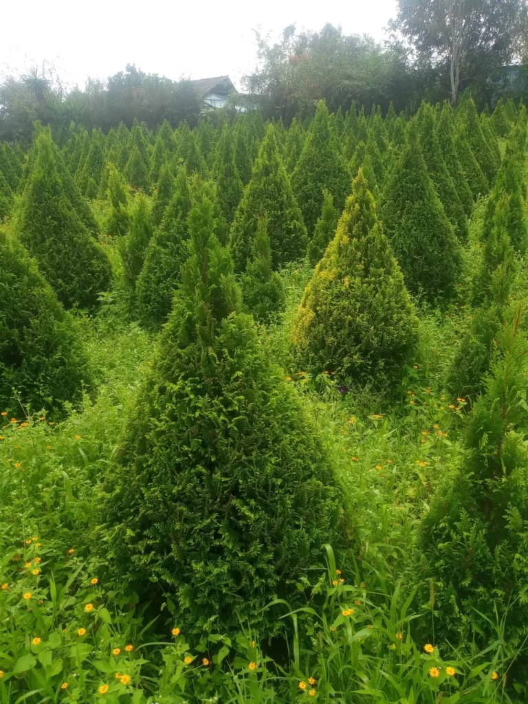 ARBOL DE  NAVIDAD